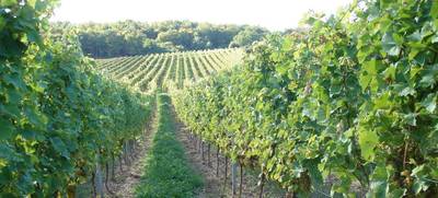 Foto von Weingut Fesel