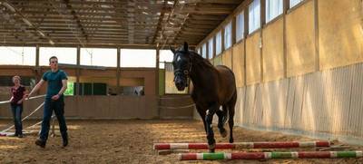 Foto von Talk to the horse! - 1-Tages Teambuilding Workshop
