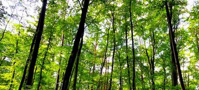 Foto von Waldbaden Berlin - Liebe zum Wald