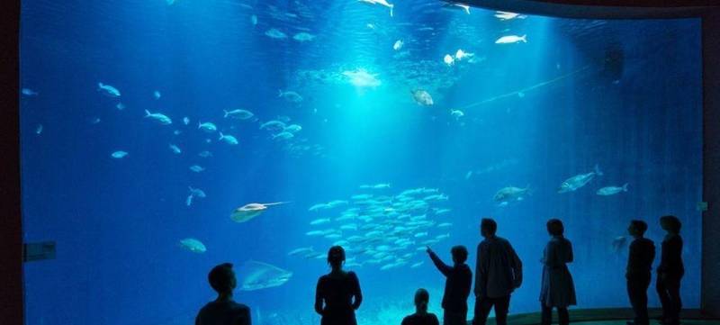 Foto 2 von Ozeaneum - Offener Atlantik