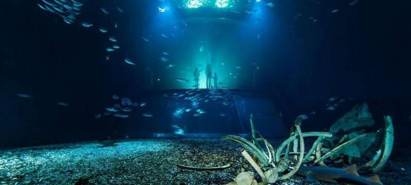 Foto 1 von Ozeaneum - Offener Atlantik
