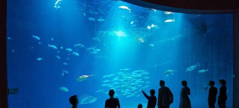Foto 3 von Ozeaneum - Nordsee