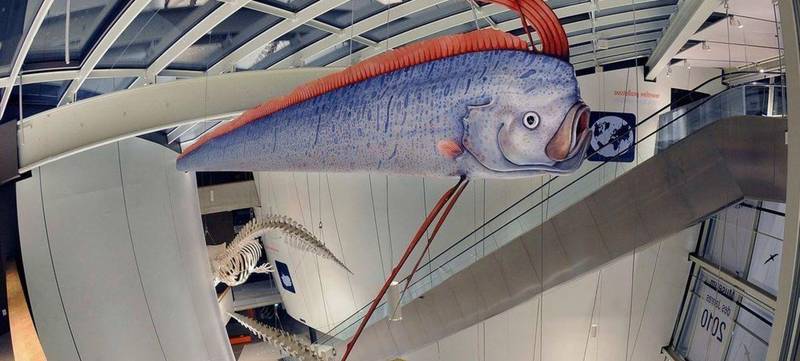 Foto 1 von Ozeaneum - Riesen der Meere