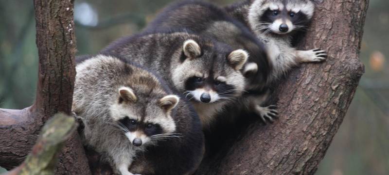 Foto von Teamausflug in den Wildpark Schwarze Berge
